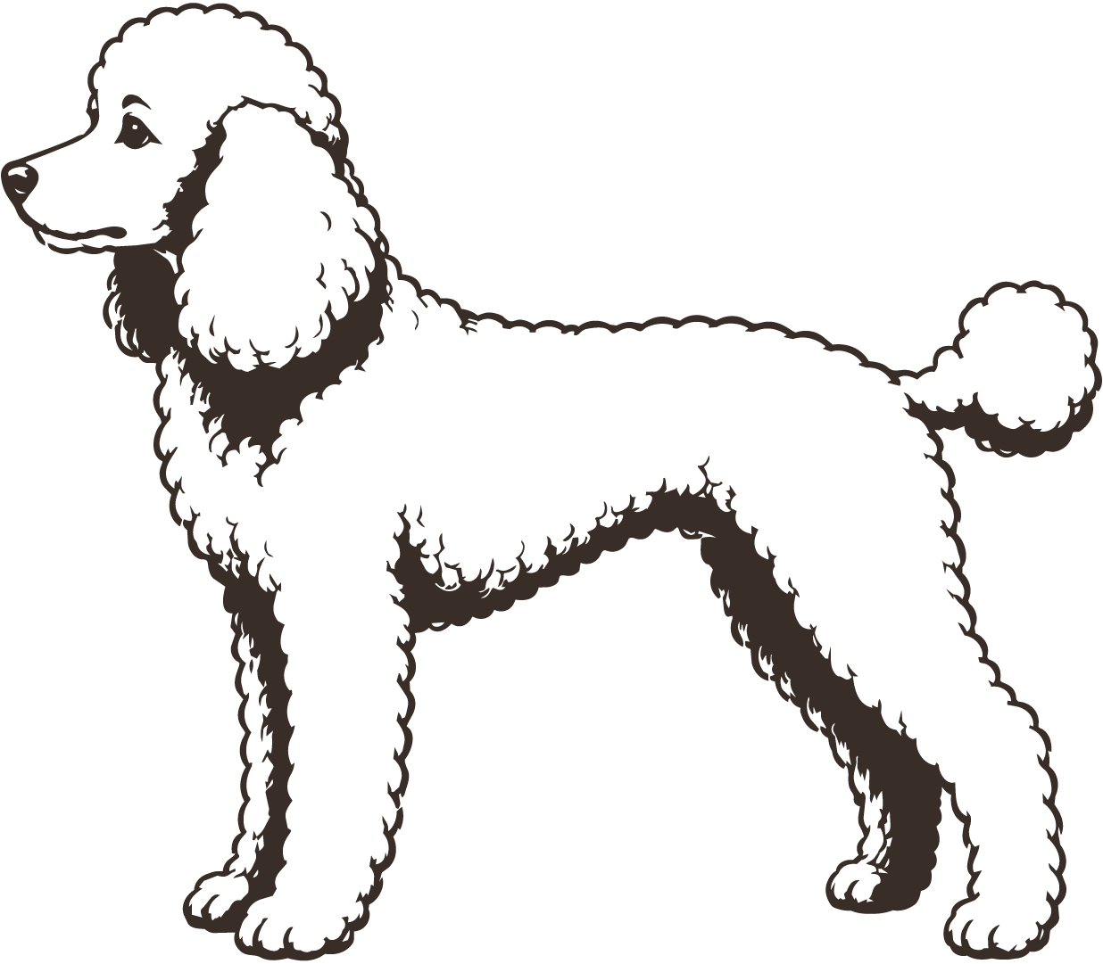 poodle-281b14-transparente